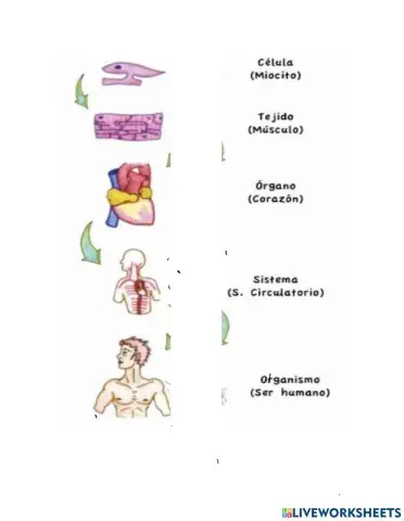 Niveles de Organización
