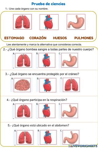 Evaluación Ciencias