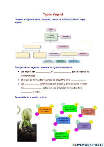 Tejidos meristemáticos Vegetal