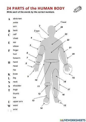 24 parts of the human body
