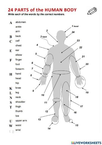 24 parts of the human body