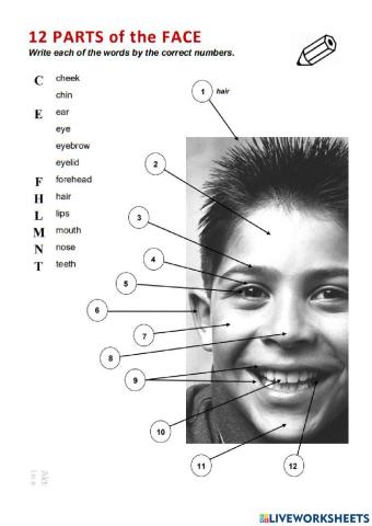 12 parts of the face