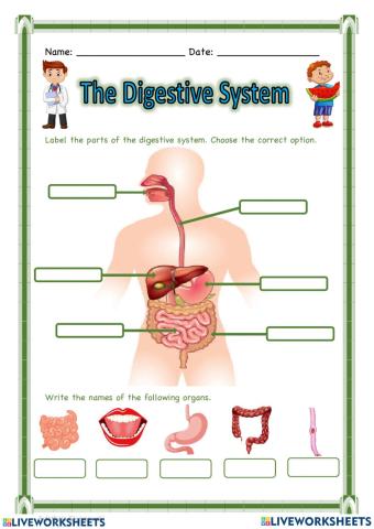 Digestive system