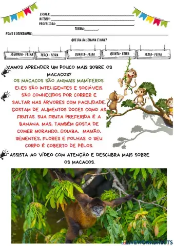 Conhecendo os macacos