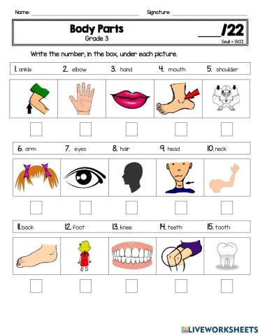 Body Parts - Grade 3 - Test