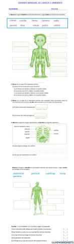 Los huesos y músculos