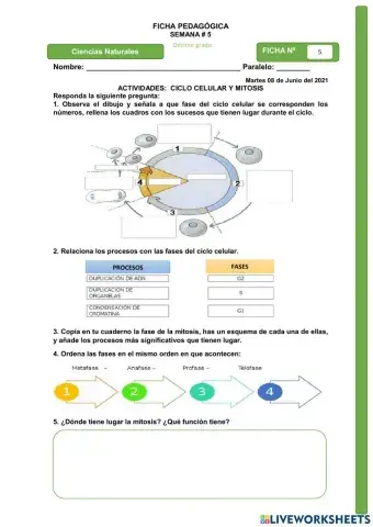 El Ciclo Celular, Mitosis