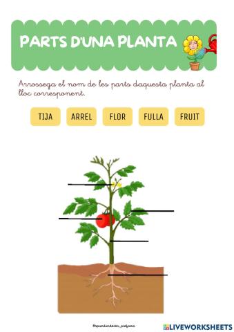 Parts d'una planta
