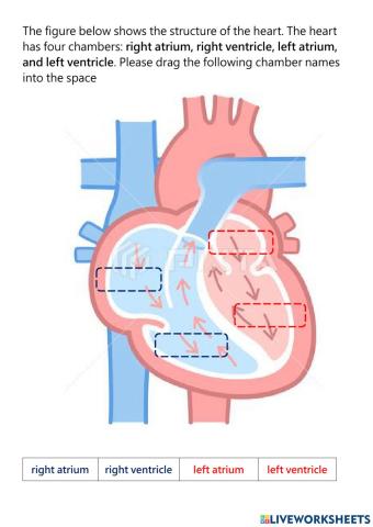 Heart structure
