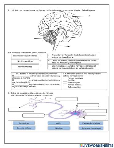 El cerebro Humano