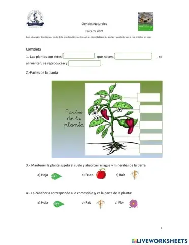 Partes de la planta y sus función