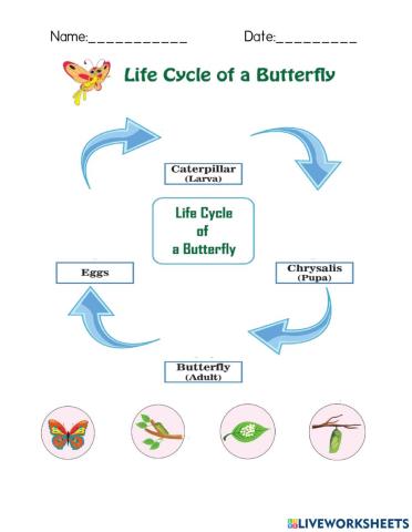 Life cycle of butterfly
