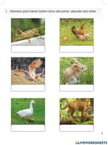 Haiwan primer,sekunder,tertier