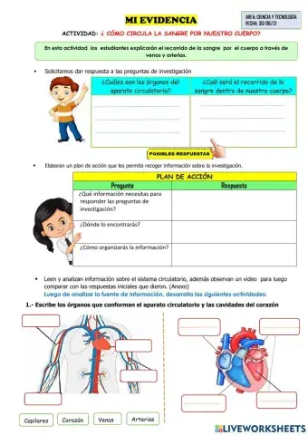 El Sistema Circulatorio