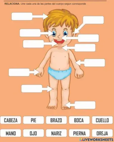 Las partes del cuerpo