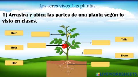 Las plantas