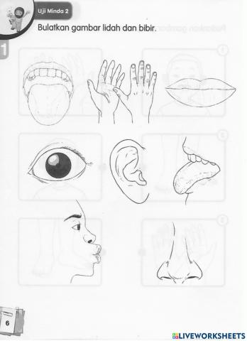 Mengenal alat pertuturan