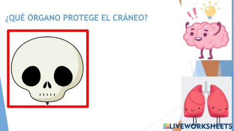 Funciones del cuerpo