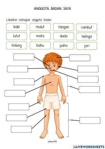 Anggota badan - peers