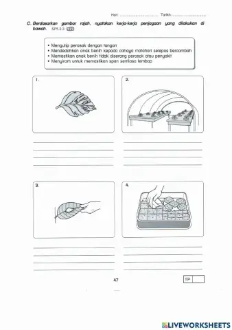 Teknologi Pertanian (Menjaga Tanaman Hidroponik)