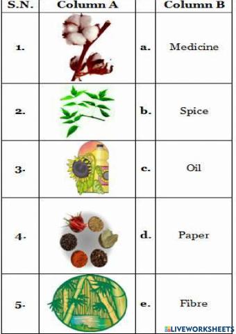 Uses of Plants