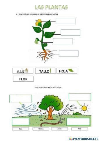 Las plantas y sus partes
