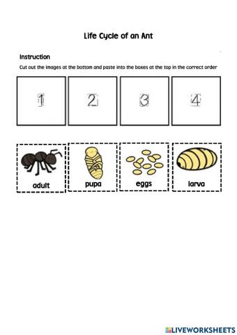 Ant's Life Cycle