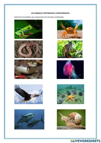 Los animales invertebrados