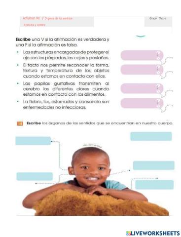 Organos de los sentidos