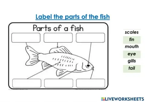 Parts of the fish