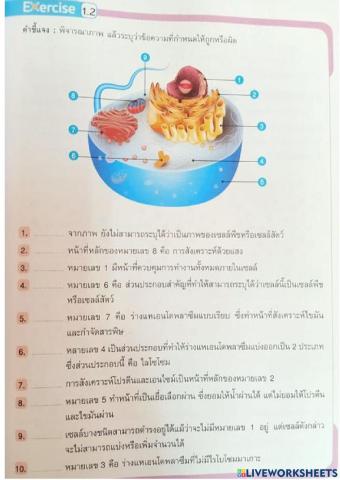 แบบฝึกถูก-ผิด เซลล์