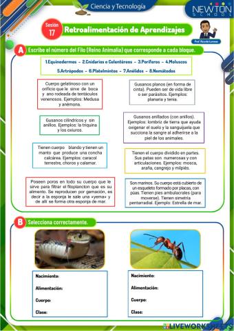 Actividad Reino Animalia