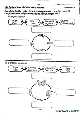 Life cycle of animals