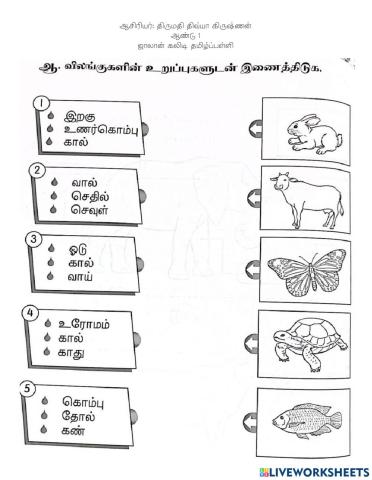 அறிவியல்- விலங்கின் உடல் உறுப்புகள்