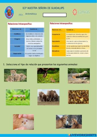 ¿cómo se relacionan los animales?