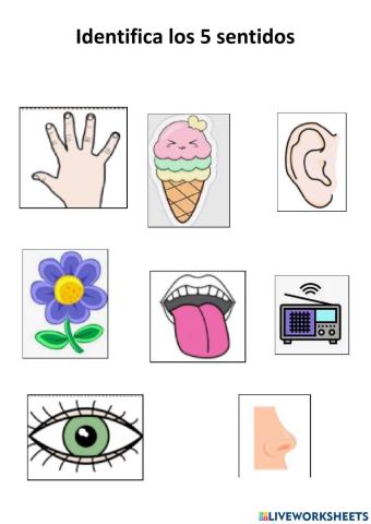 Los sentidos