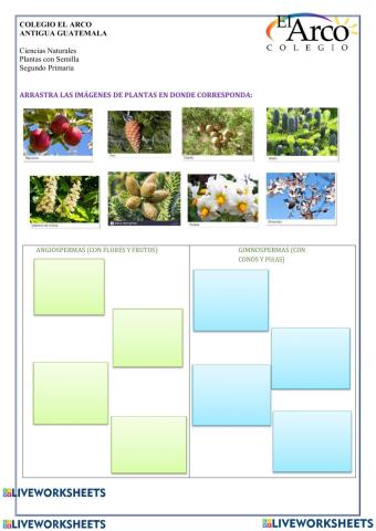 Plantas con semillas