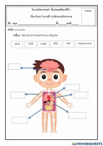 อวัยวะภายในร่างกาย