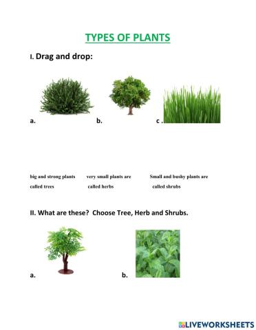 Types of Plant