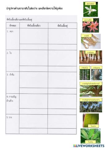 พืชใบเลี้ยงเดี่ยว พืชใบเลี้ยงคู่