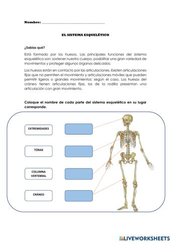 El Sistema Esquelético
