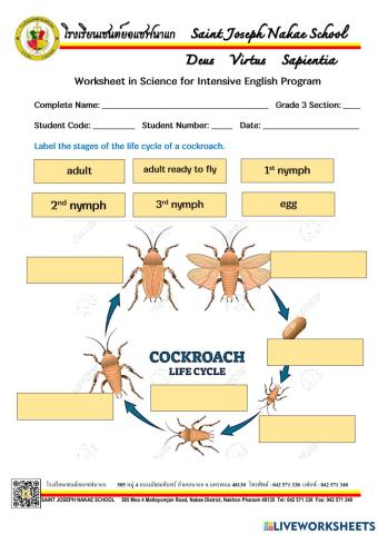 Life Cycle of a Cockroach
