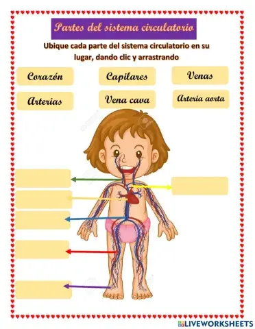 Partes del sitema circulatorio