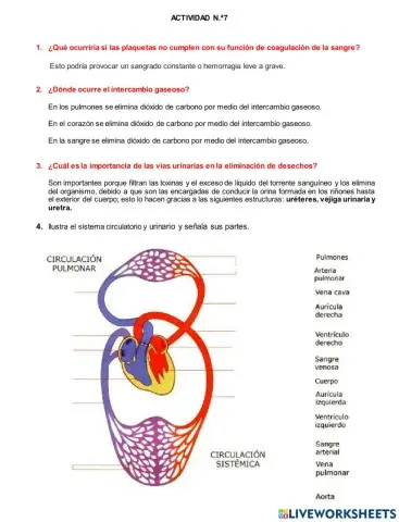 Sistema circulatorio y excretor