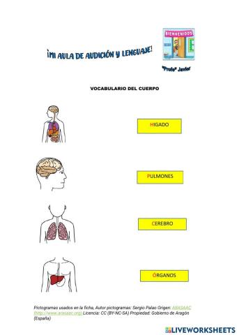 Vocabulario del cuerpo