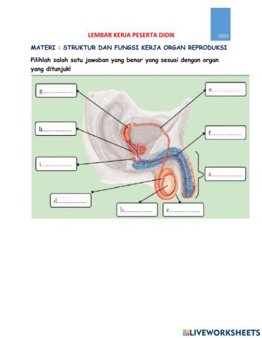 Sistem Reproduksi Manusia
