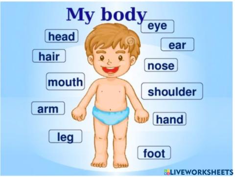 Body parts