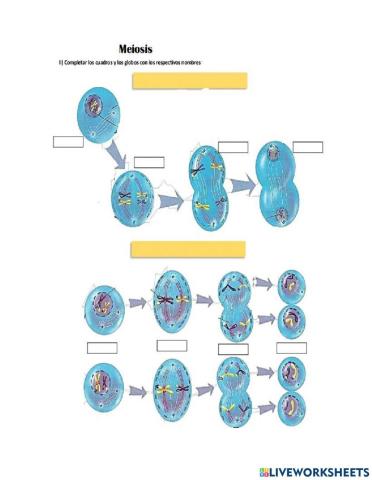 Evaluación Meiosis
