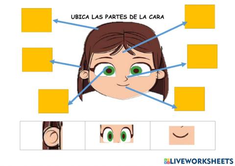 Partes de cara en ingles niños