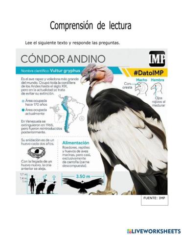 Infografía: El cóndor andino